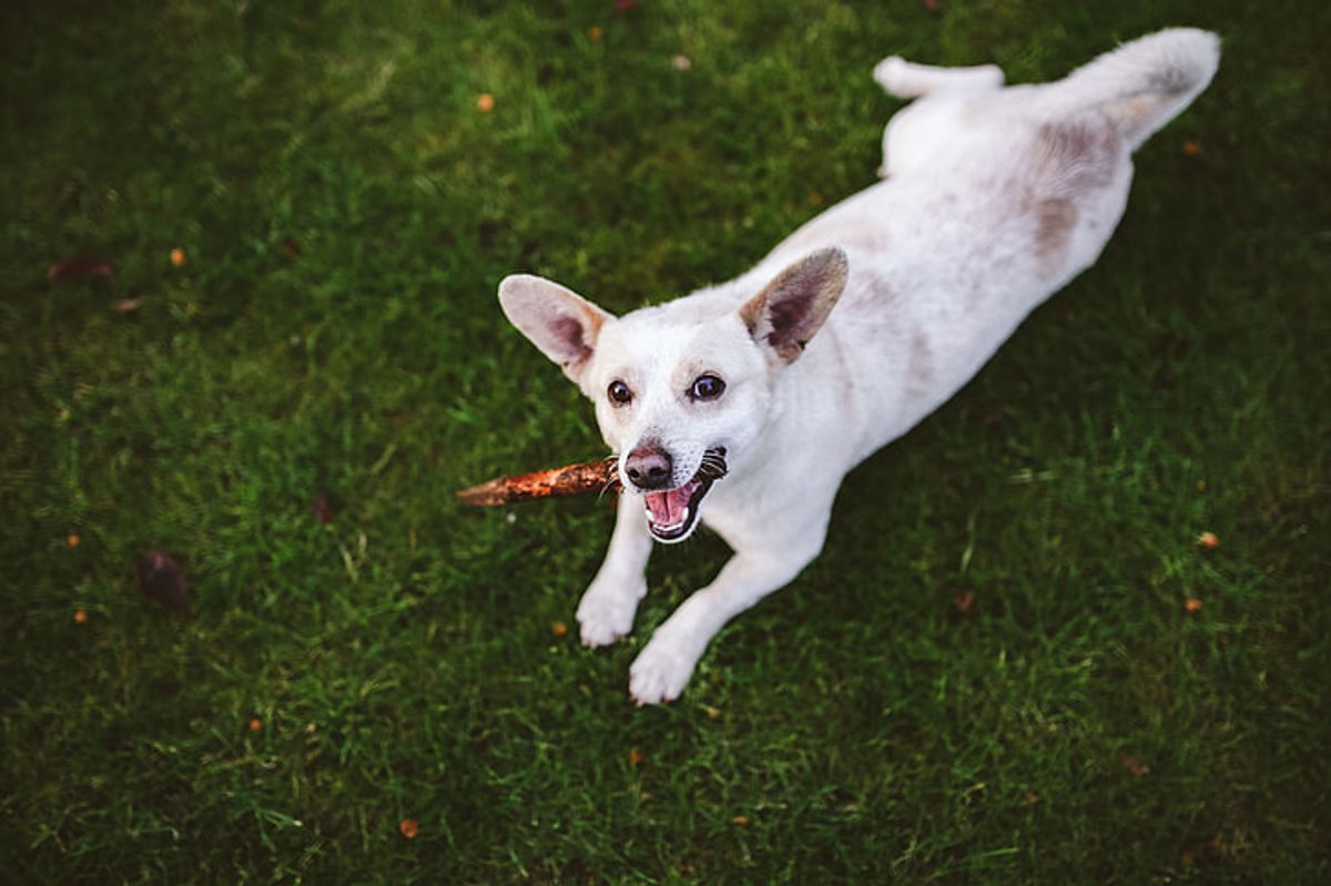 10 Entertaining Dog Tricks to Impress Your Friends