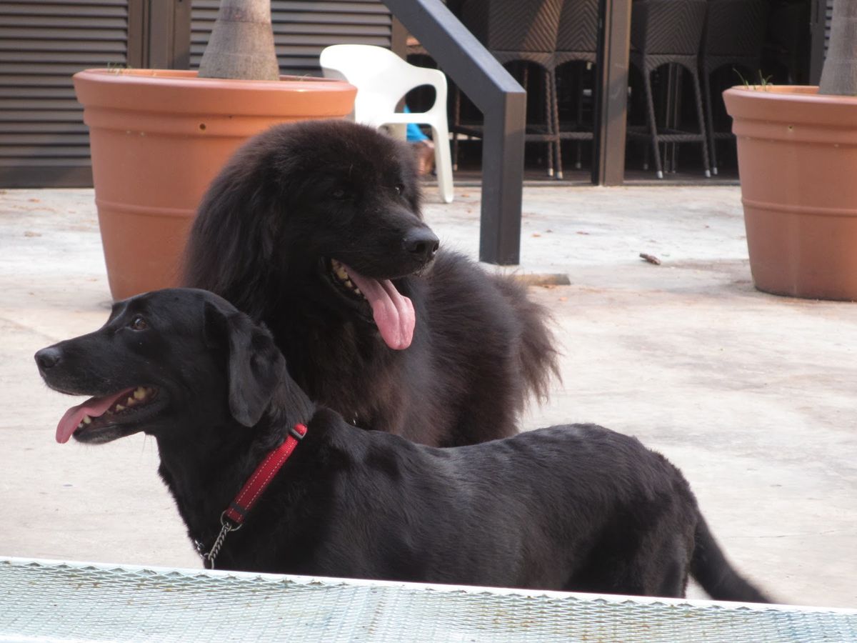 5 Essential Grooming Tips for Maintaining Your Long-Haired Dog’s Luscious Locks