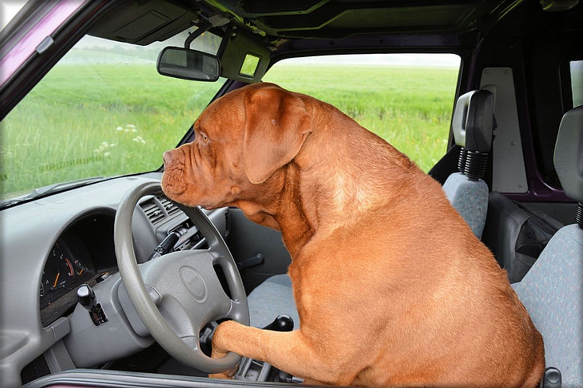 5 Essential Tips for Training Your Dog to Ride Safely in the Car