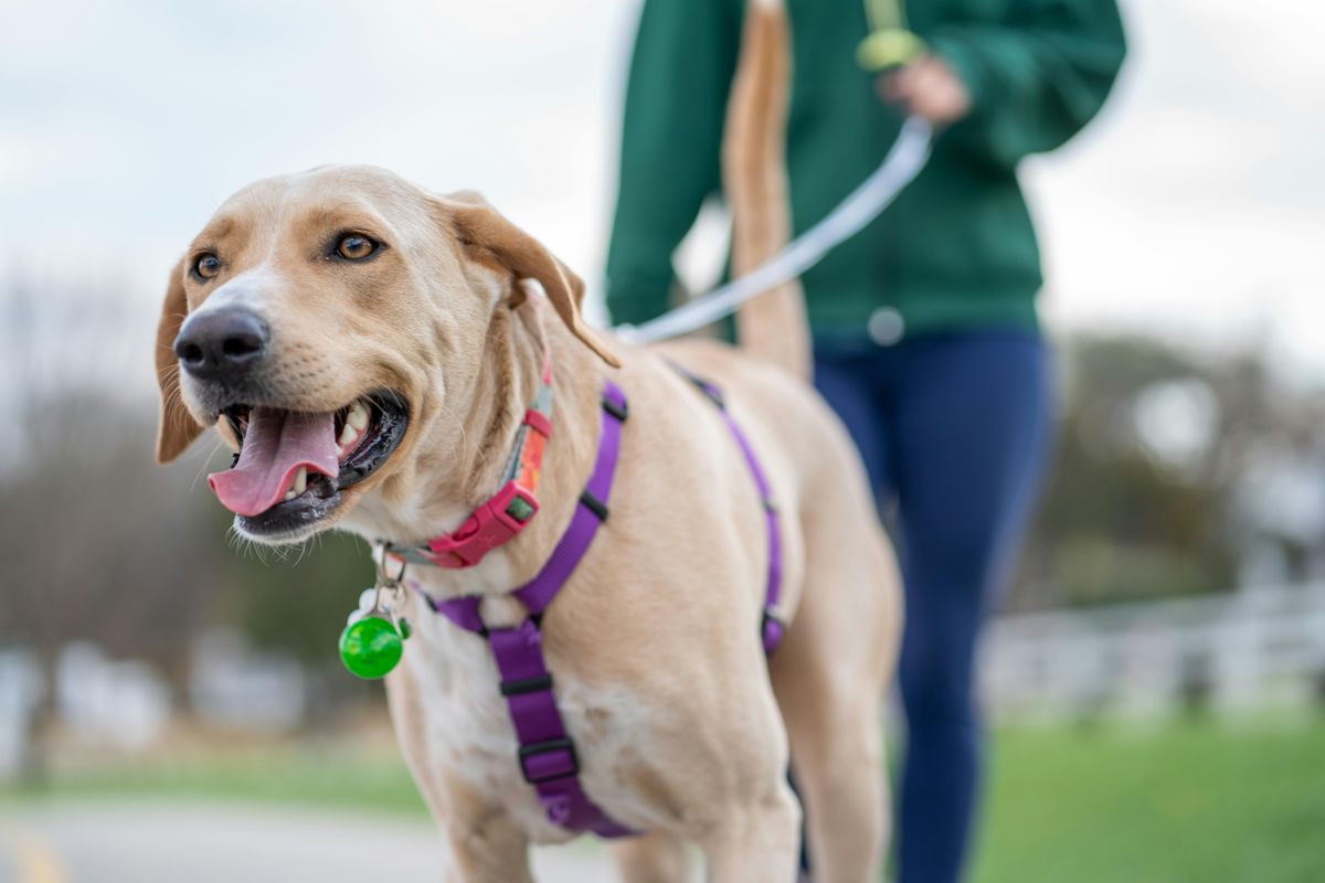 Smooth Sailing: Fixing 10 Everyday Dog Behavior Issues with Simple Solutions!