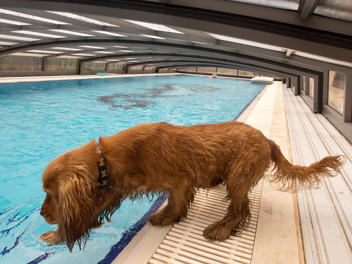 5 Essential Tips for Teaching Your Dog to Swim Safely