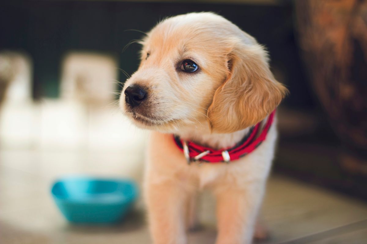 7 Proven Training Techniques for Raising an Obedient Puppy