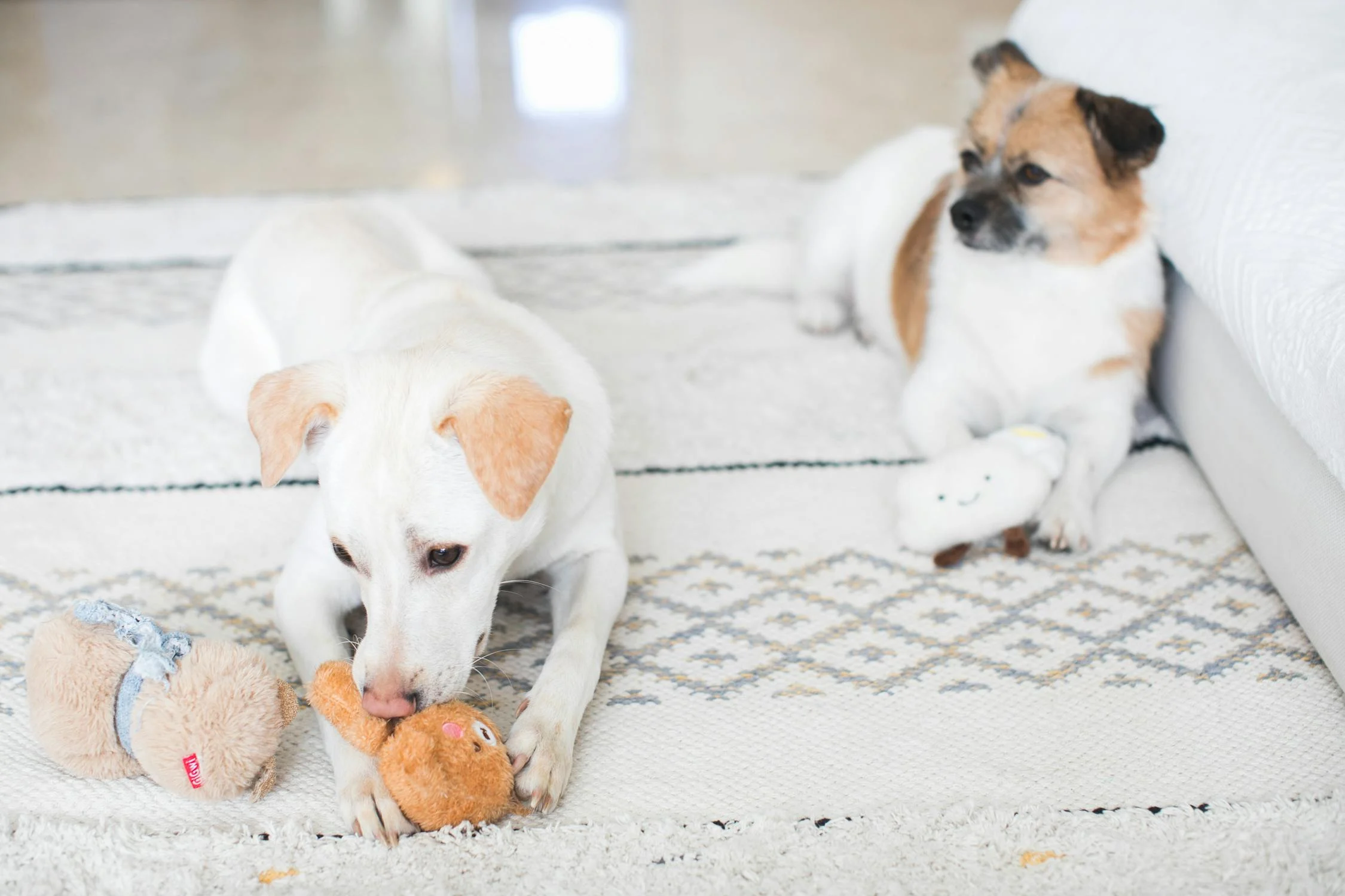 DIY Dog Toys: Fun and Affordable Ideas