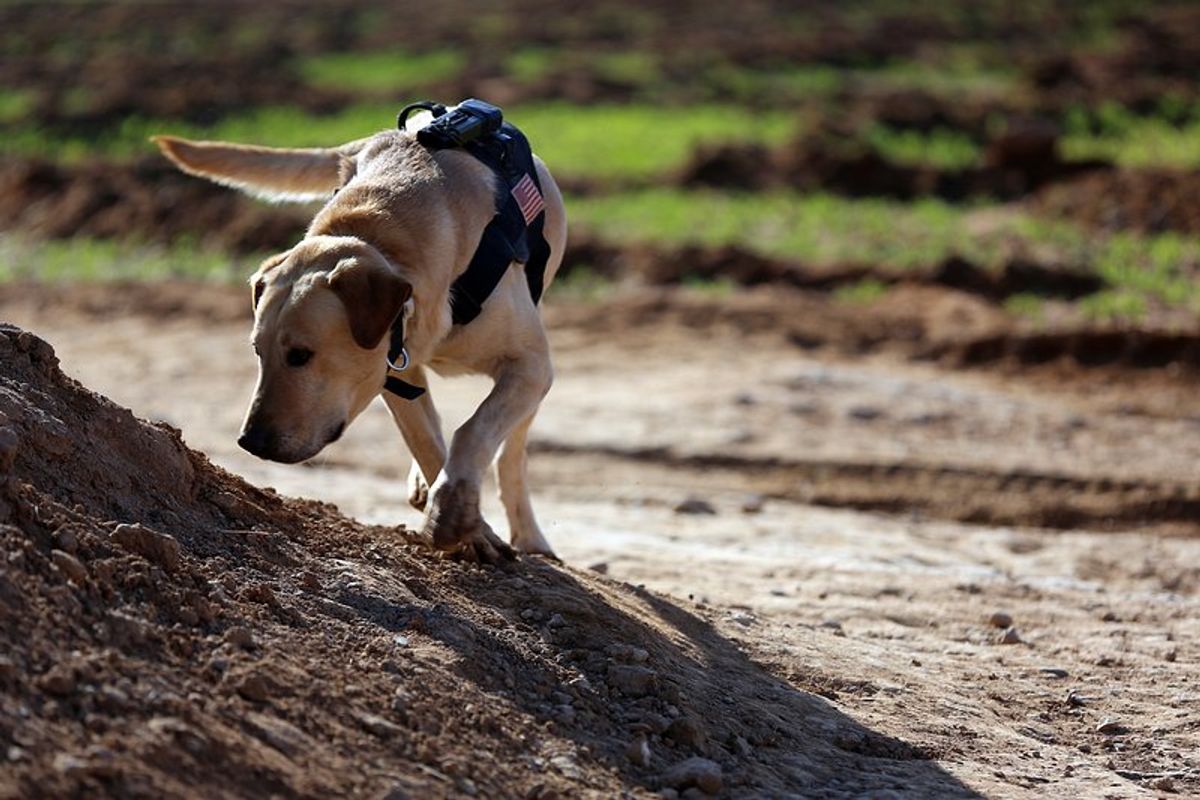 Unleashing Your Dog’s Potential: A Beginner’s Guide to Scent Training