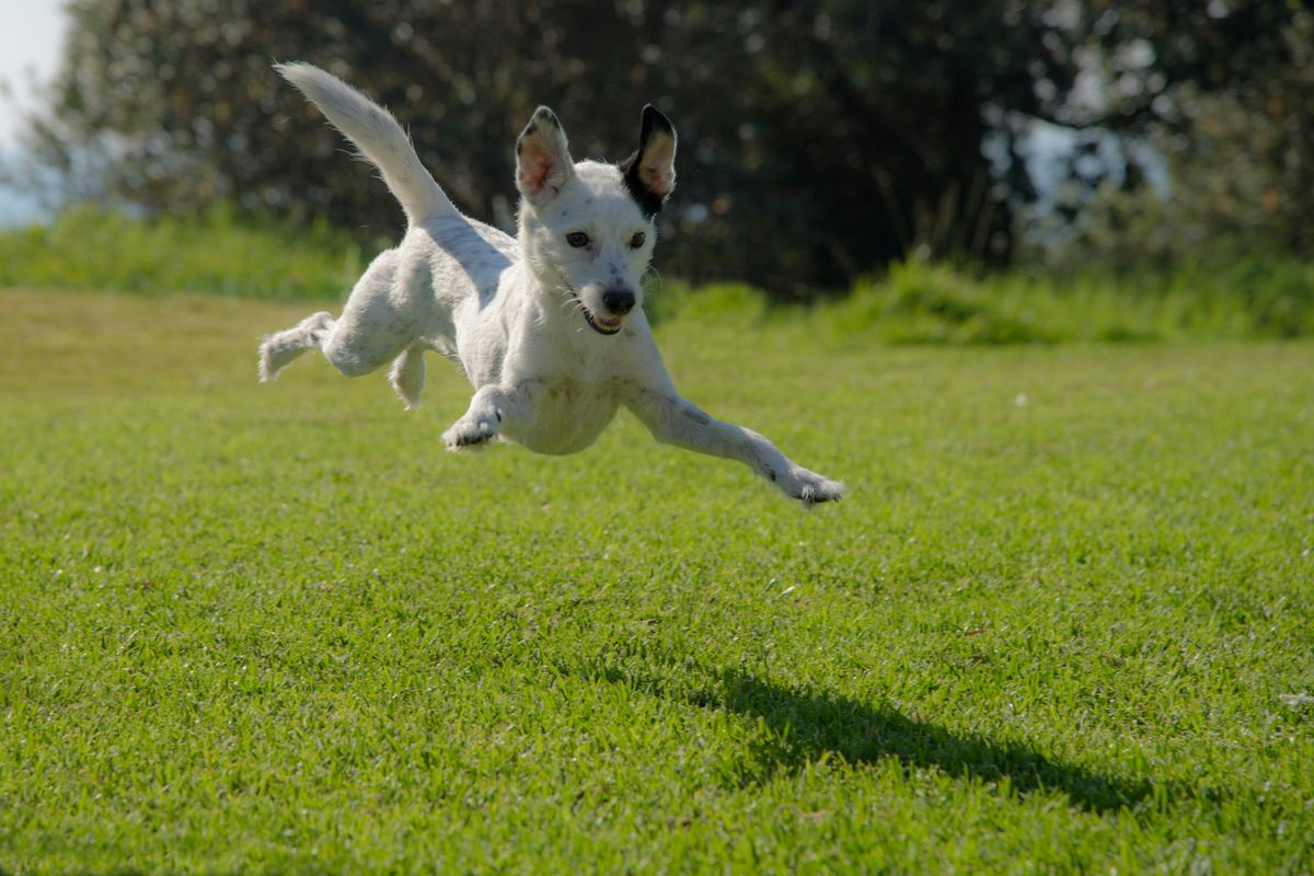 5 Key Health Improvements Your Dog Will Enjoy From Regular Exercise