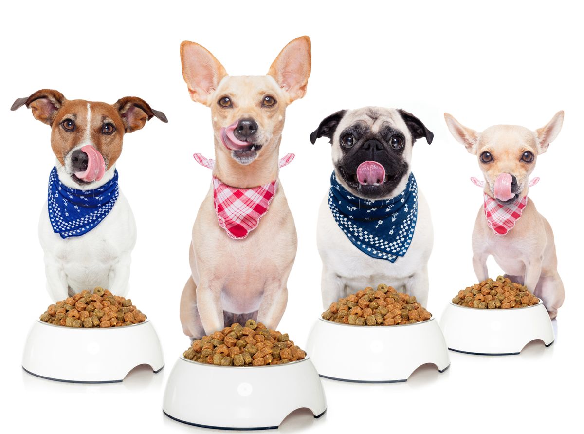 Is a Vegan Diet Viable for Dogs? Understanding Nutrient Needs and Safety