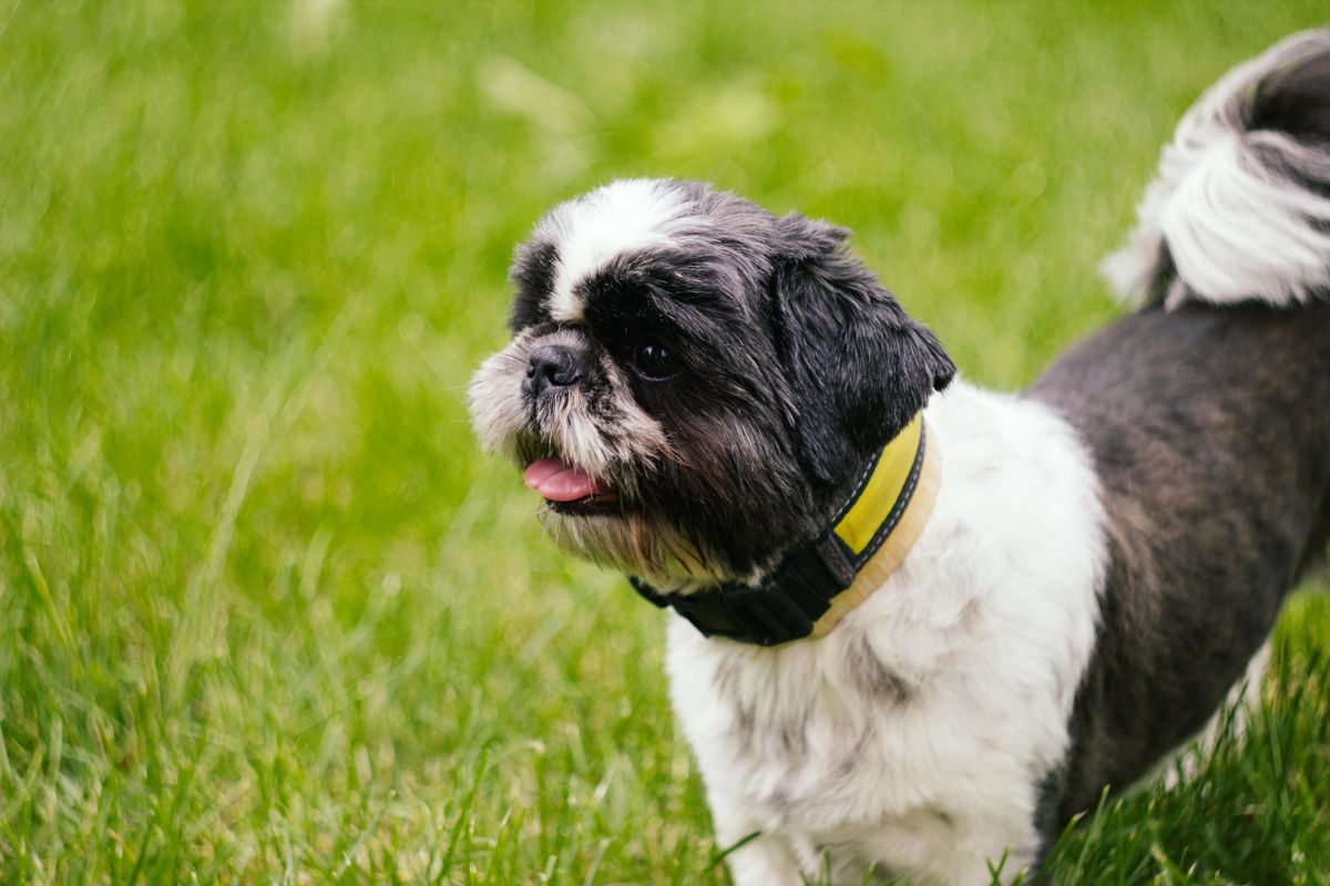 Shih Tzu and CBD for Canine Wellness: Exploring the Benefits