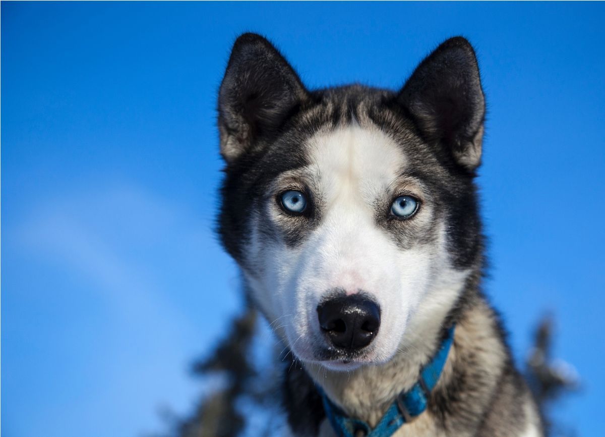 Enriching Your Home: Adopting a Dog Pet Husky