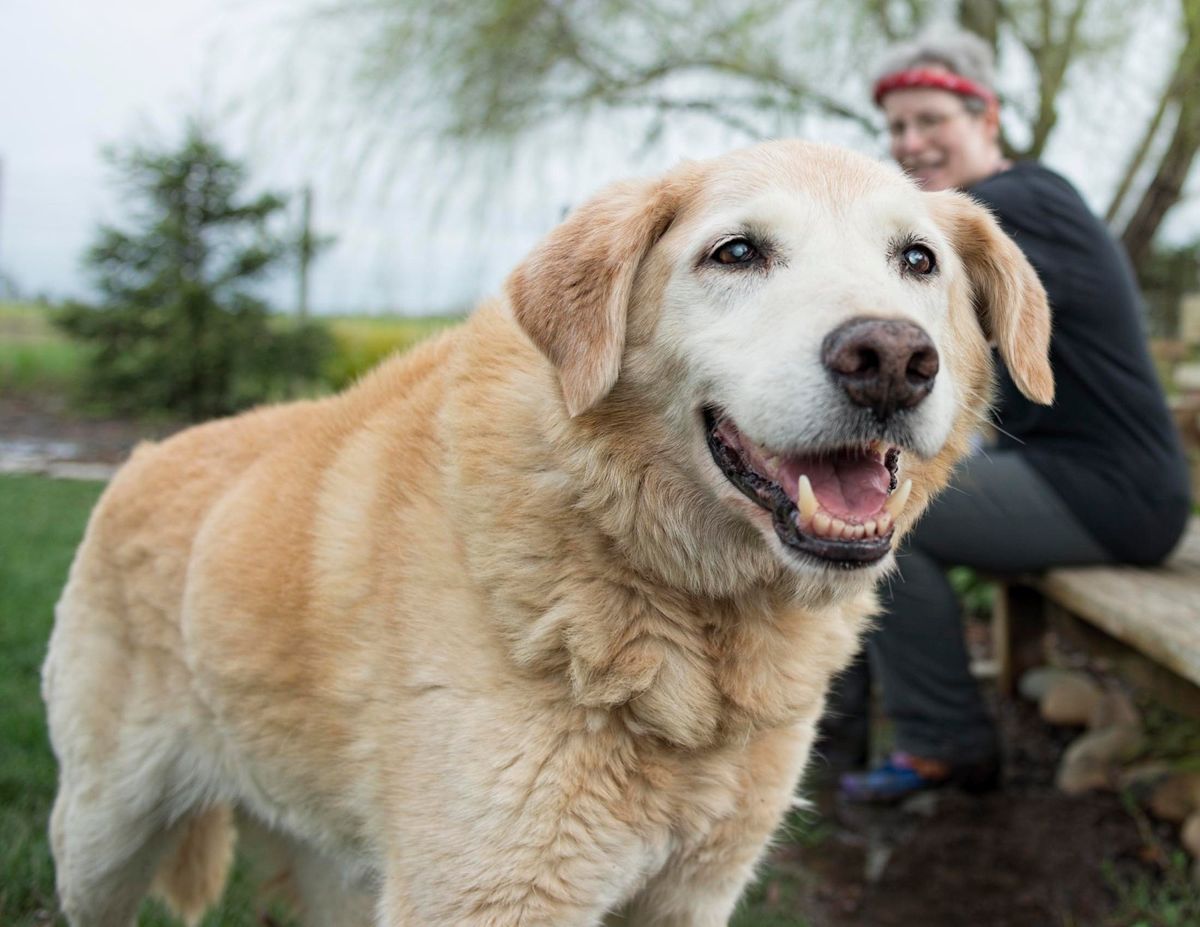 Supporting Your Sightless Companion: The Comprehensive Guide to Caring for a Blind or Visually Impaired Dog