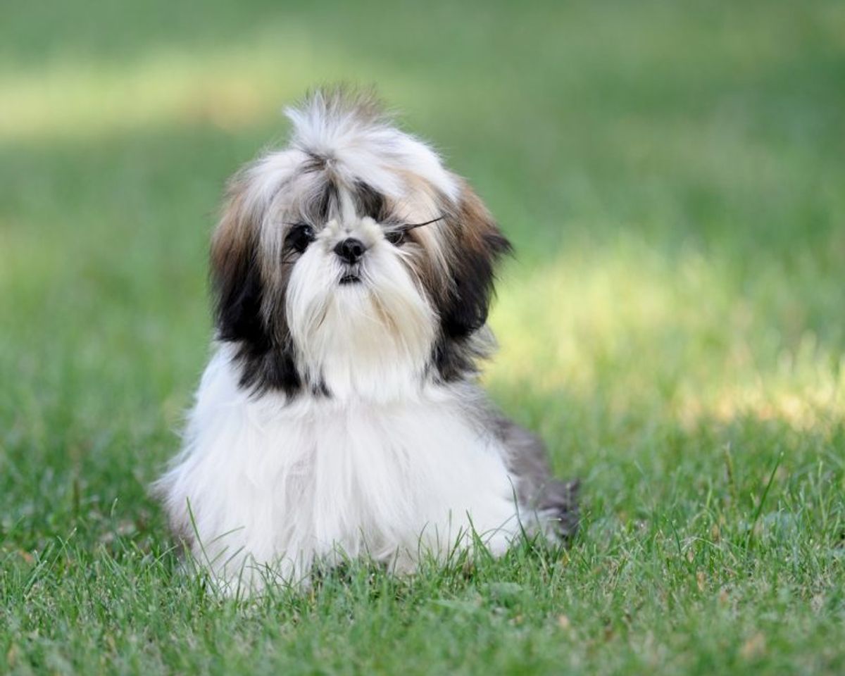 Top 10 Cutest Dog Breeds to Discover Around the Globe