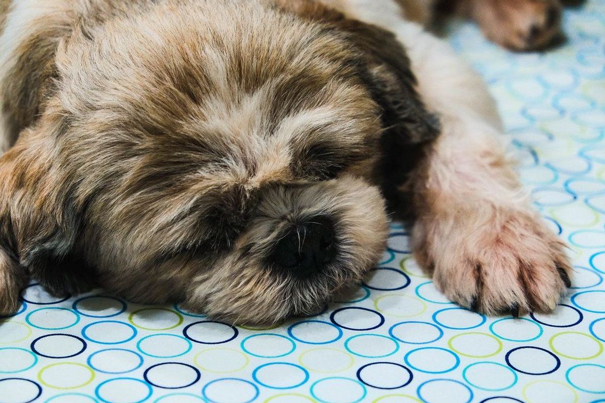 ShihTzu Joint Health: Keeping Your Pup Agile and Happy