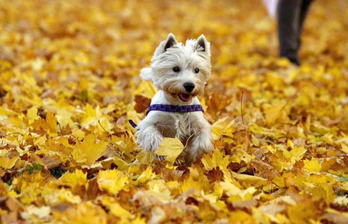 “Shih Tzu and Emotional Well-being: Recognizing Signs of Happiness”