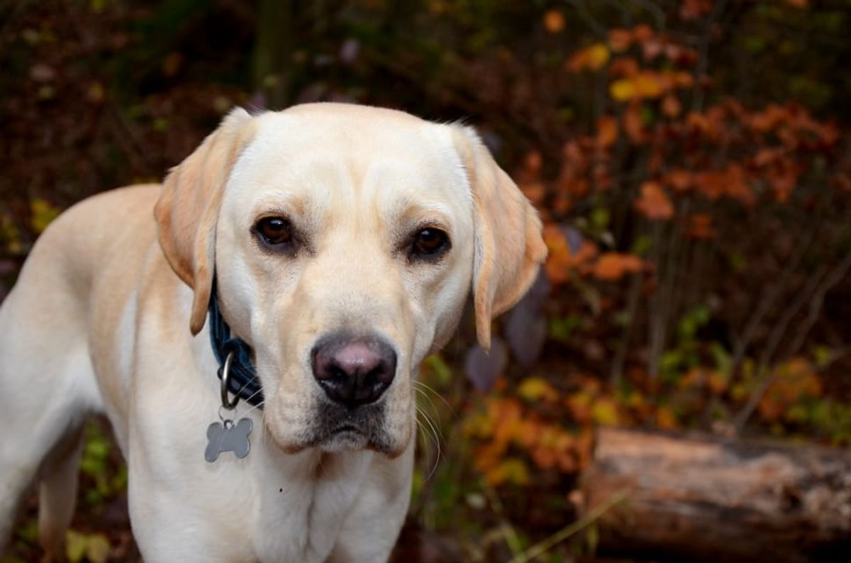 Labrador – The Ultimate Guide to Labrador Grooming: Brushes, Baths, and Beyond