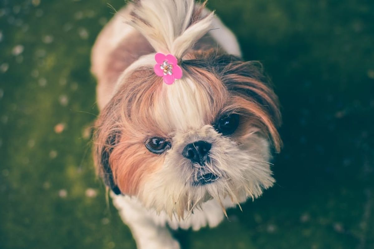 ShihTzu and Feng Shui: Harmonizing Your Living Space