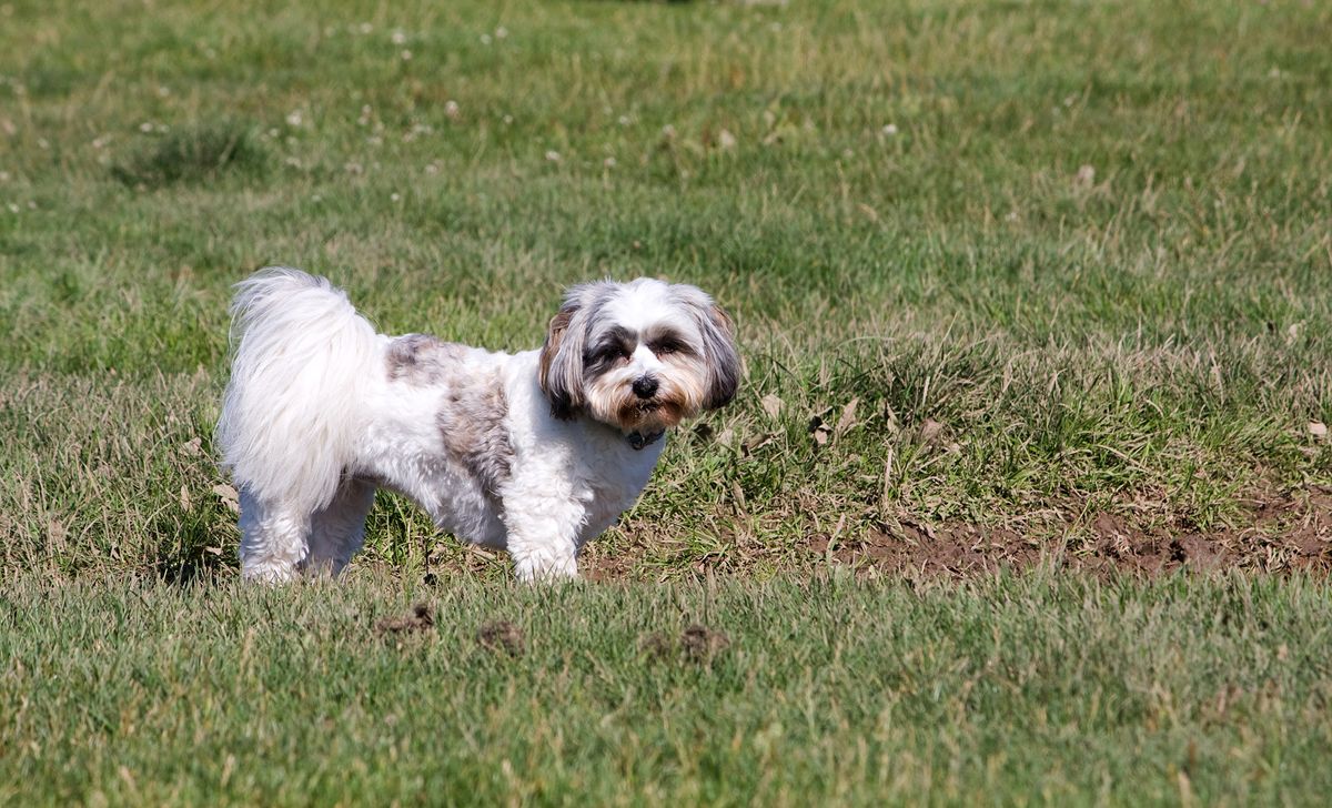 Trendy ShihTzu Fashion: Seasonal Wardrobe Essentials