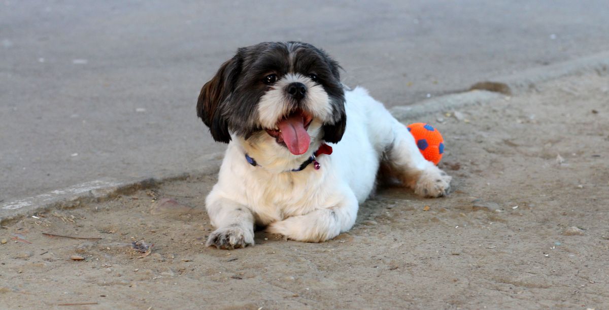 Preventing Parasites in Shih Tzus: Fleas, Ticks, and Worms