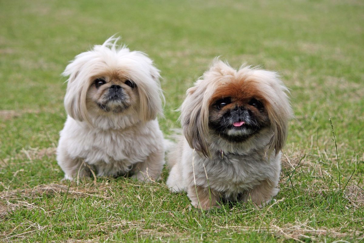 ShihTzu Weight Management: Maintaining a Healthy Canine Figure