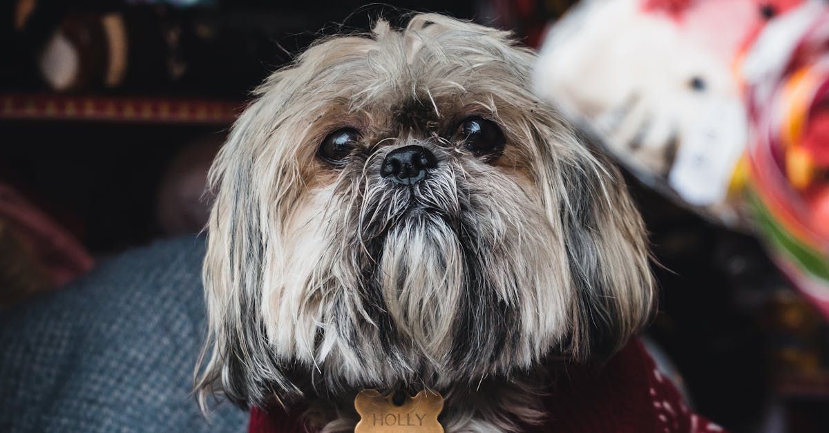 ShihTzu Grooming Tips for a Healthy and Happy Pup