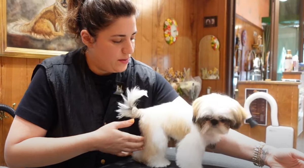 Shih Tzu Grooming Tools: Must-Haves for a Healthy Coat