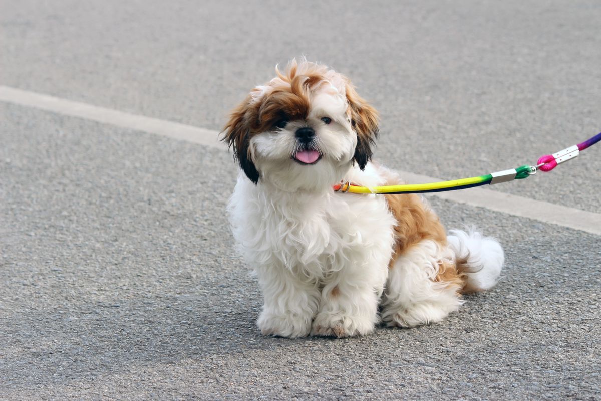 Shih Tzu and Dental Chews: Promoting Oral Health Through Treats