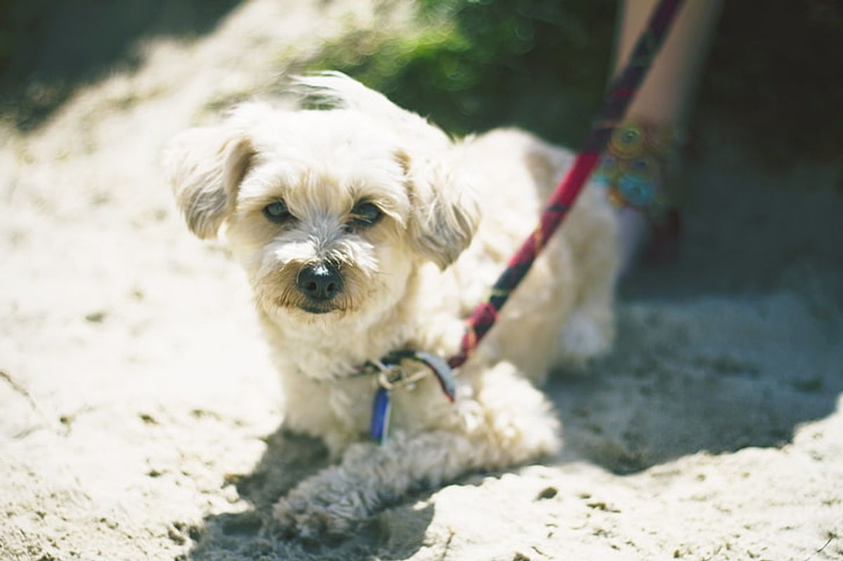 Dealing with Shih Tzu Anxiety: Calming Techniques and Solutions