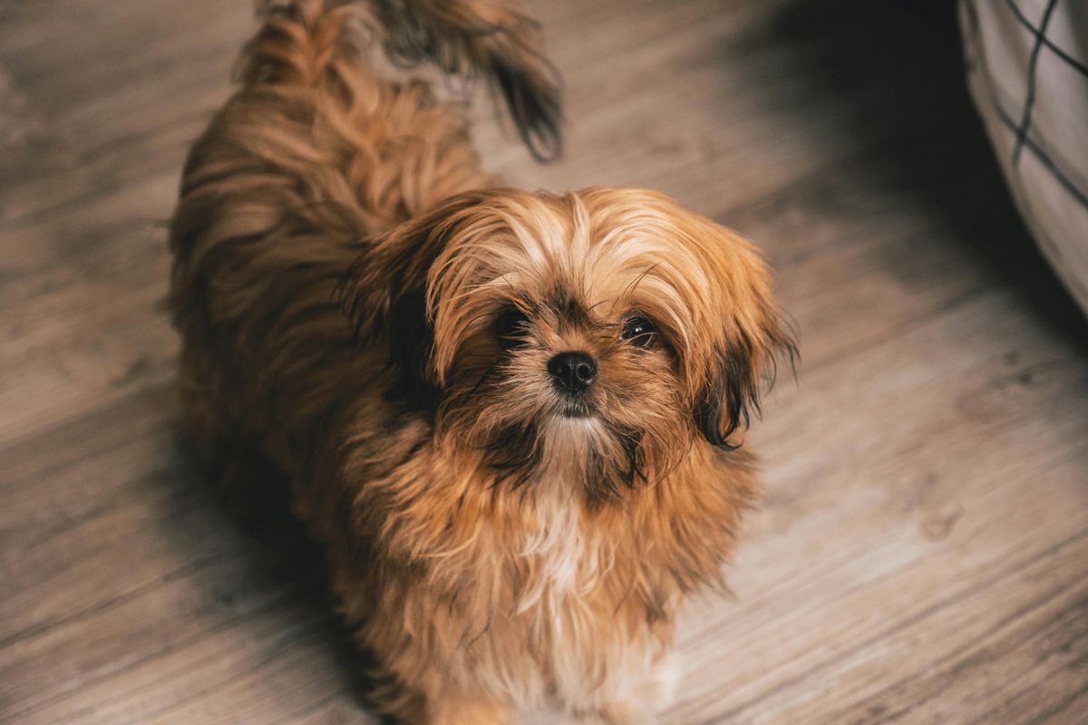 Shih Tzu Exercise Essentials: Promoting Physical Fitness