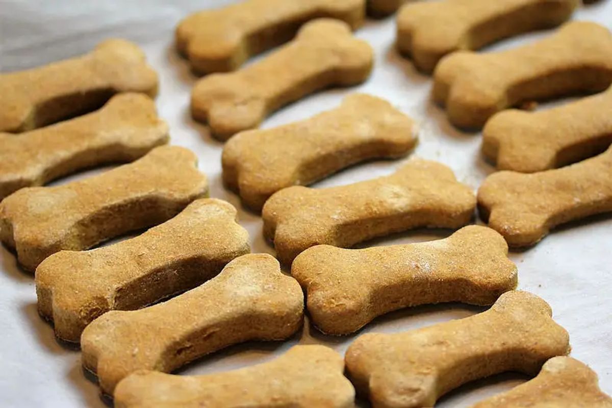 5 Irresistible Treats for Dogs and Cats Your Pets Will Love