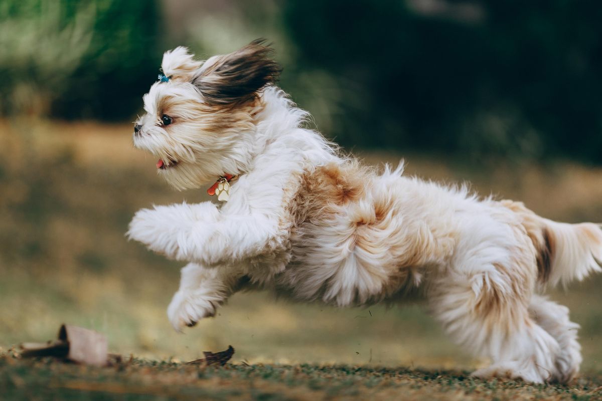 Understanding the Shih Tzu: A Comprehensive Guide on Health, Lifespan, and Canine Intelligence