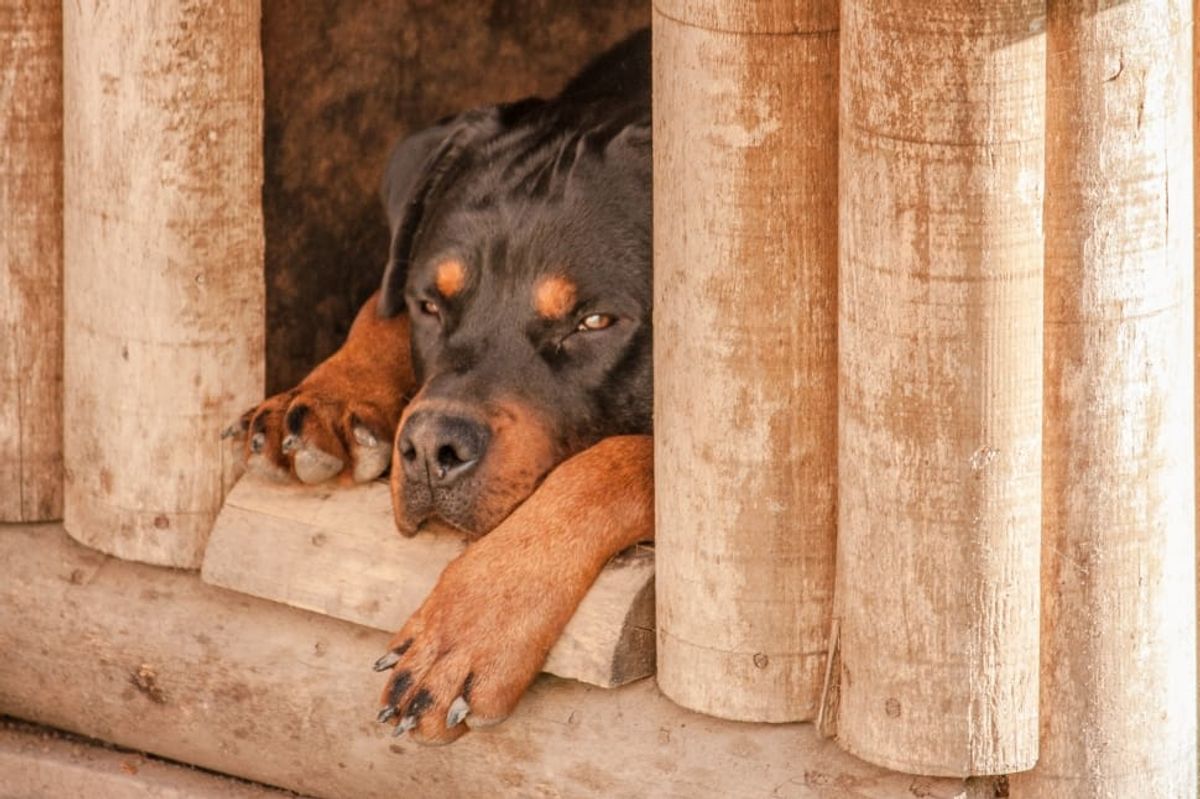 Understanding the Blue Heeler Rottweiler: A Deep Dive into Strength, Intelligence, and Social Bonds