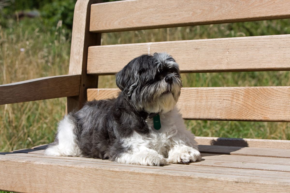 Senior Shih Tzu Care: Tailoring Wellness for Aging Companions