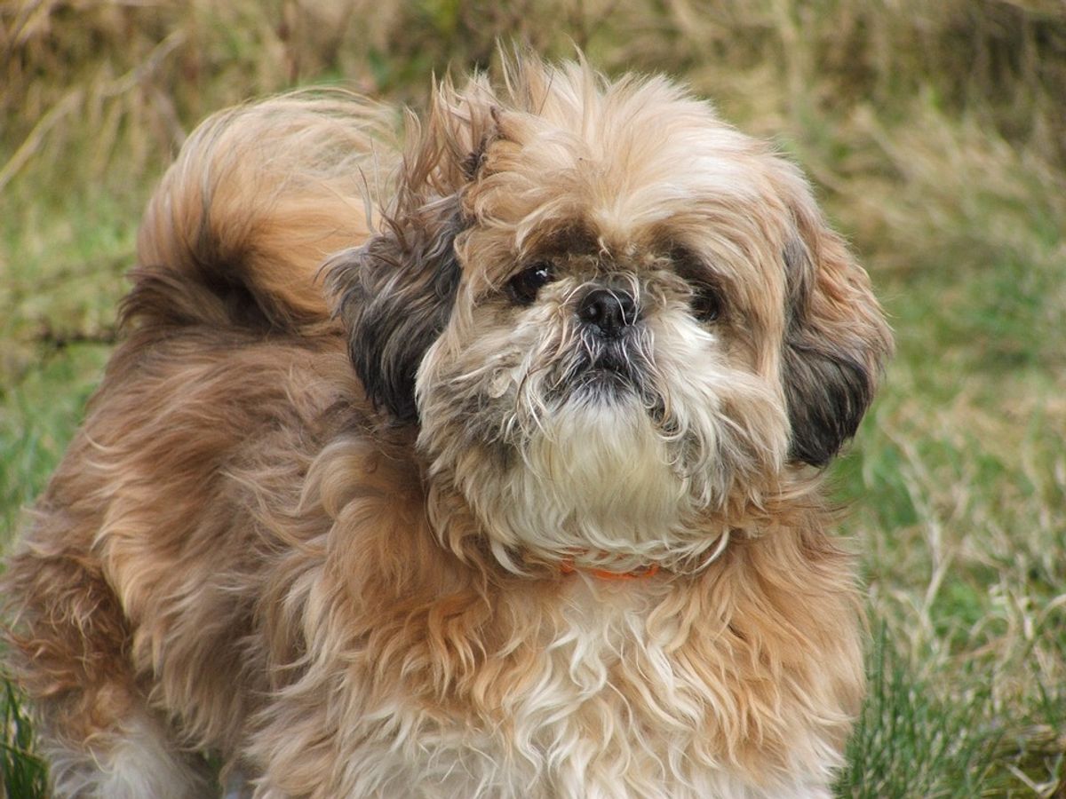 Shih Tzu Emergency Care: First Aid Tips Every Owner Should Know