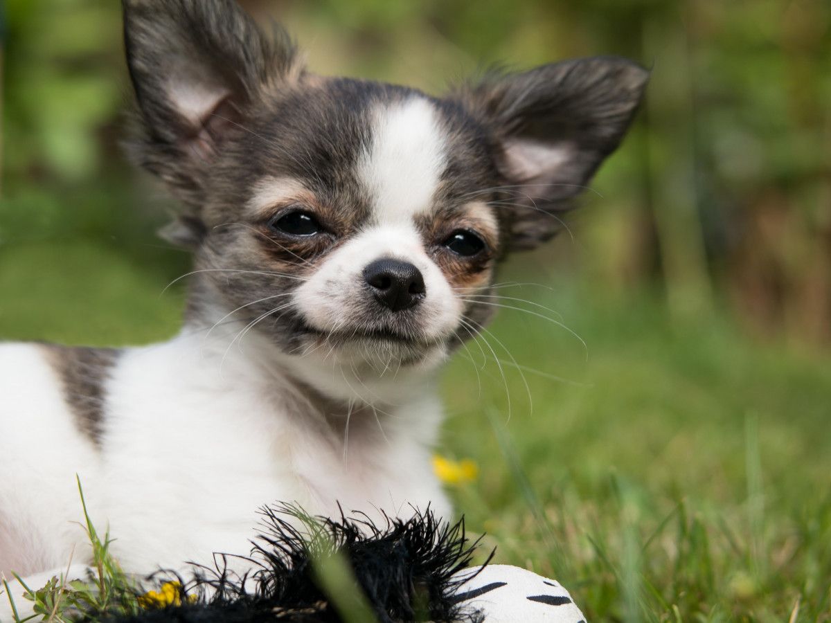 The Top Dog Breeds for a Paws-itive Work Environment: Perfect Office Companions