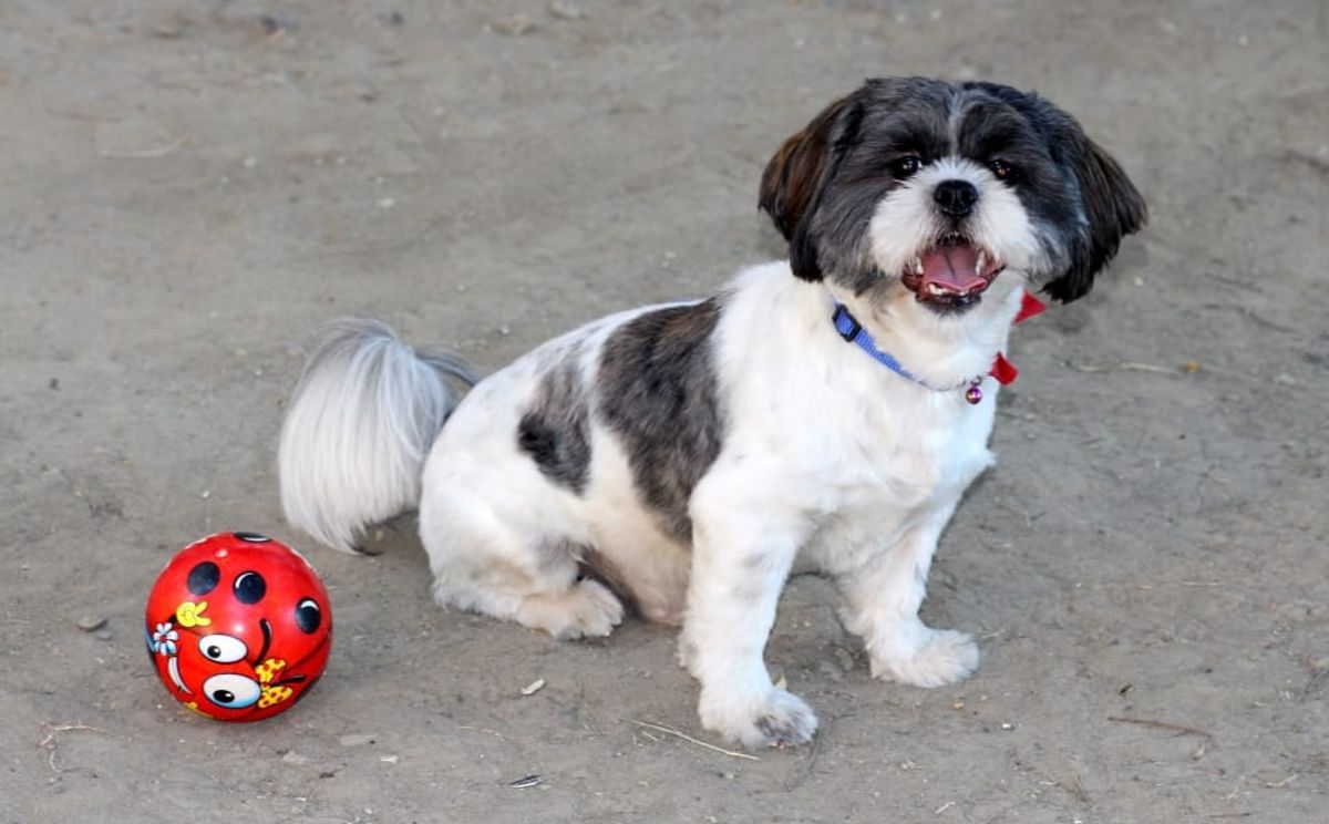 ShihTzu Intelligence Unleashed: Mental Stimulation Games for Brainy Pups