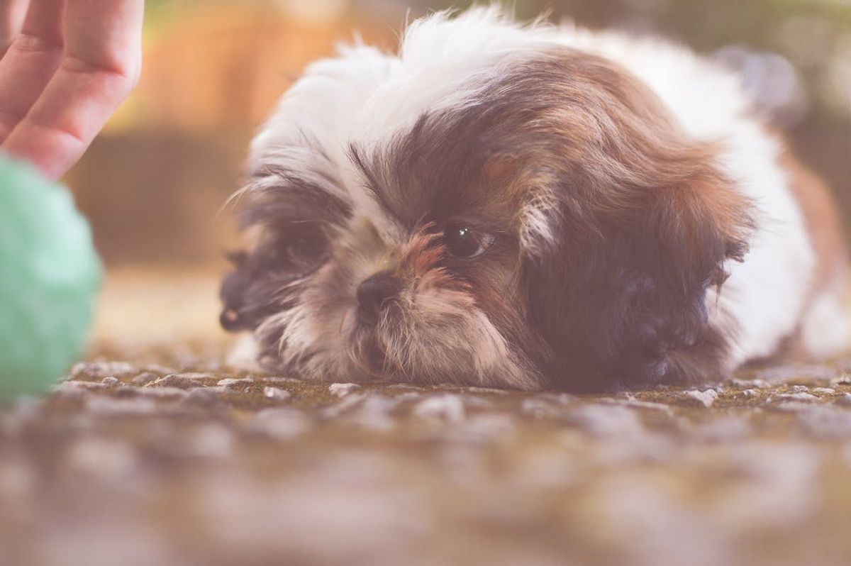 Shih Tzu Vaccination Guide: Protecting Your Pup from Diseases