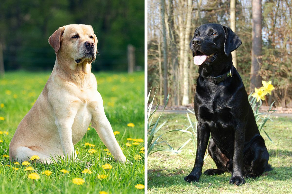 Labrador – Exploring the Friendly Companion: Labrador Retriever – Breed Insights and Historical Origin