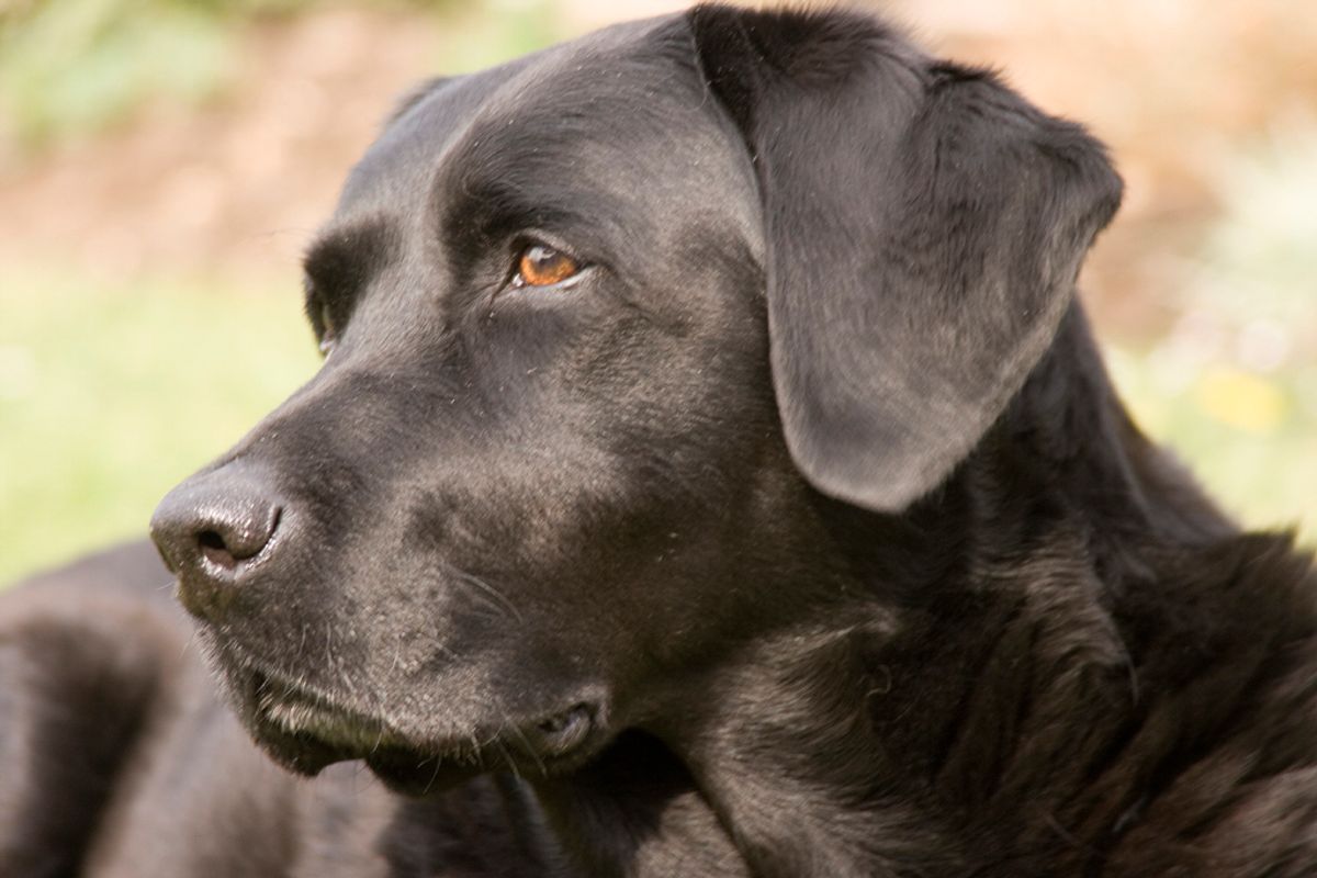 Labrador – Understanding Your Labrador’s Health: Key Issues and Preventative Strategies