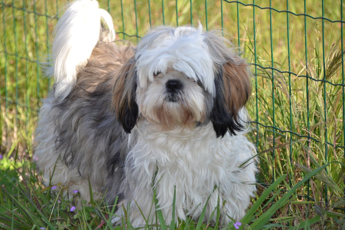 ShihTzu Guard Dogs: Nurturing Protective Instincts