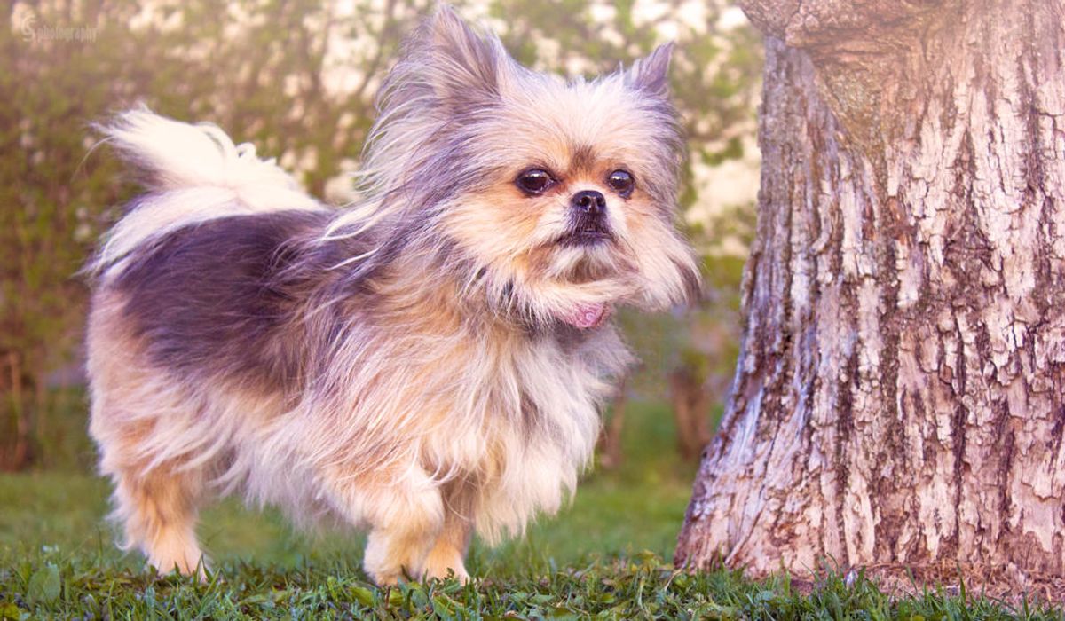 Shih Tzu Respiratory Exercises: Improving Lung Health