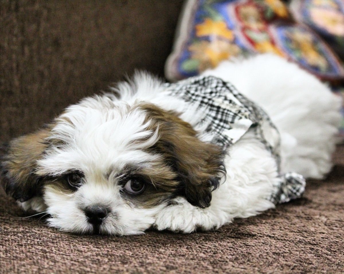 Shih Tzu Mindfulness: Meditative Practices for Pup and Owner