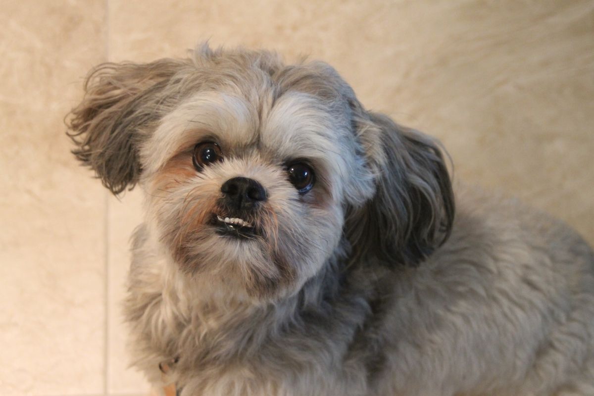 Eye Care for Shih Tzus: Preventing Common Issues