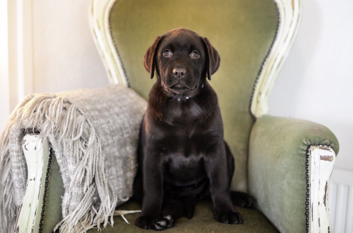 Labrador – The Paw-fect Start: Essential Tips for Raising a Healthy and Happy Labrador Puppy