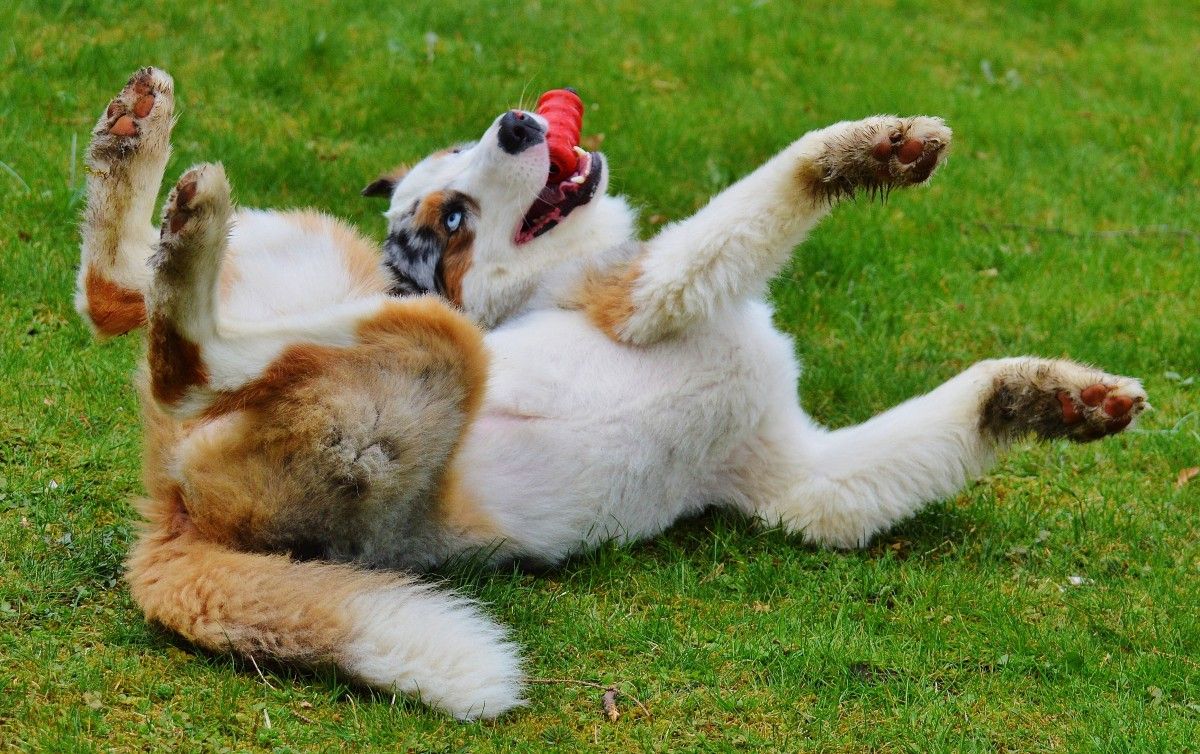 10 Tail-Wagging Fun Facts Every Dog Lover Should Know