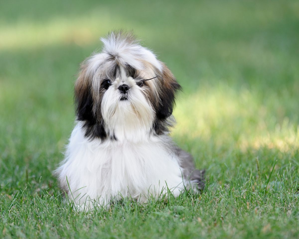 Shih Tzu Heart Health: Warning Signs and Prevention