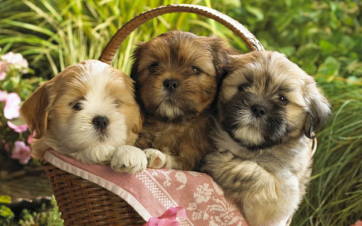 ShihTzu Urinary Health: Recognizing and Managing Common Issues