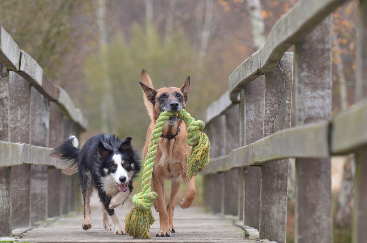 DIY Dog Toys: Fun and Affordable Ideas