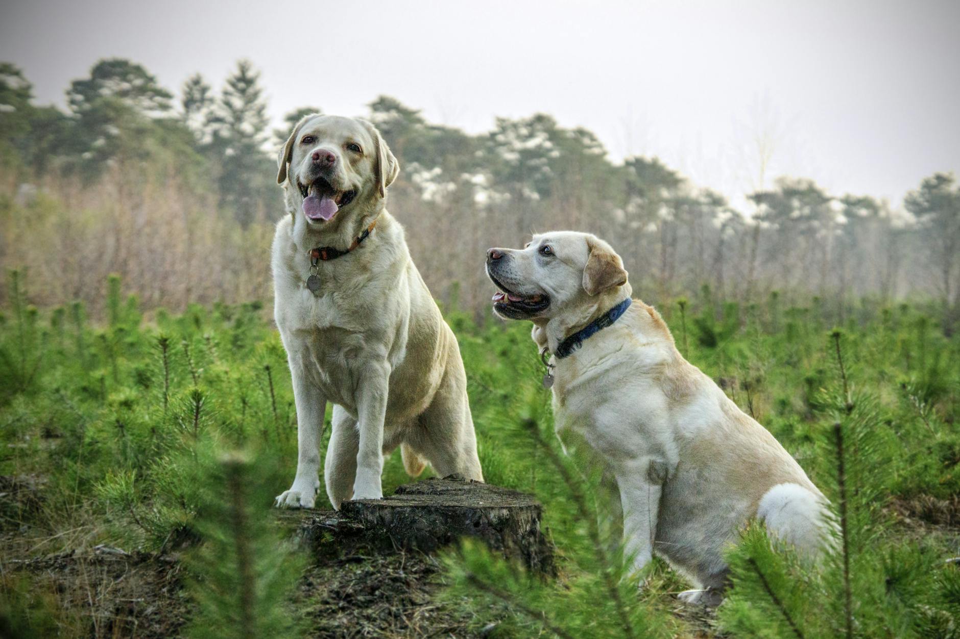 two adult yellow labrador retrievers