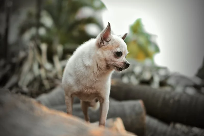 Unearthing Instincts: Exploring the Reasons Behind Dogs’ Ground-Digging Behavior