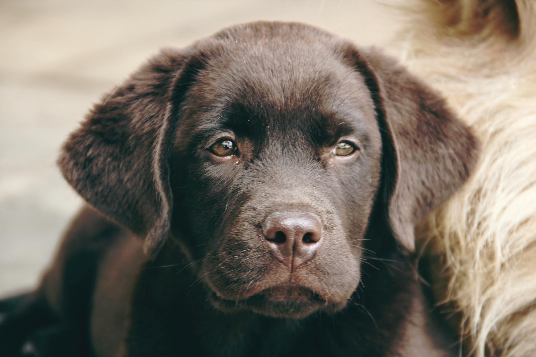 close up photo of dog