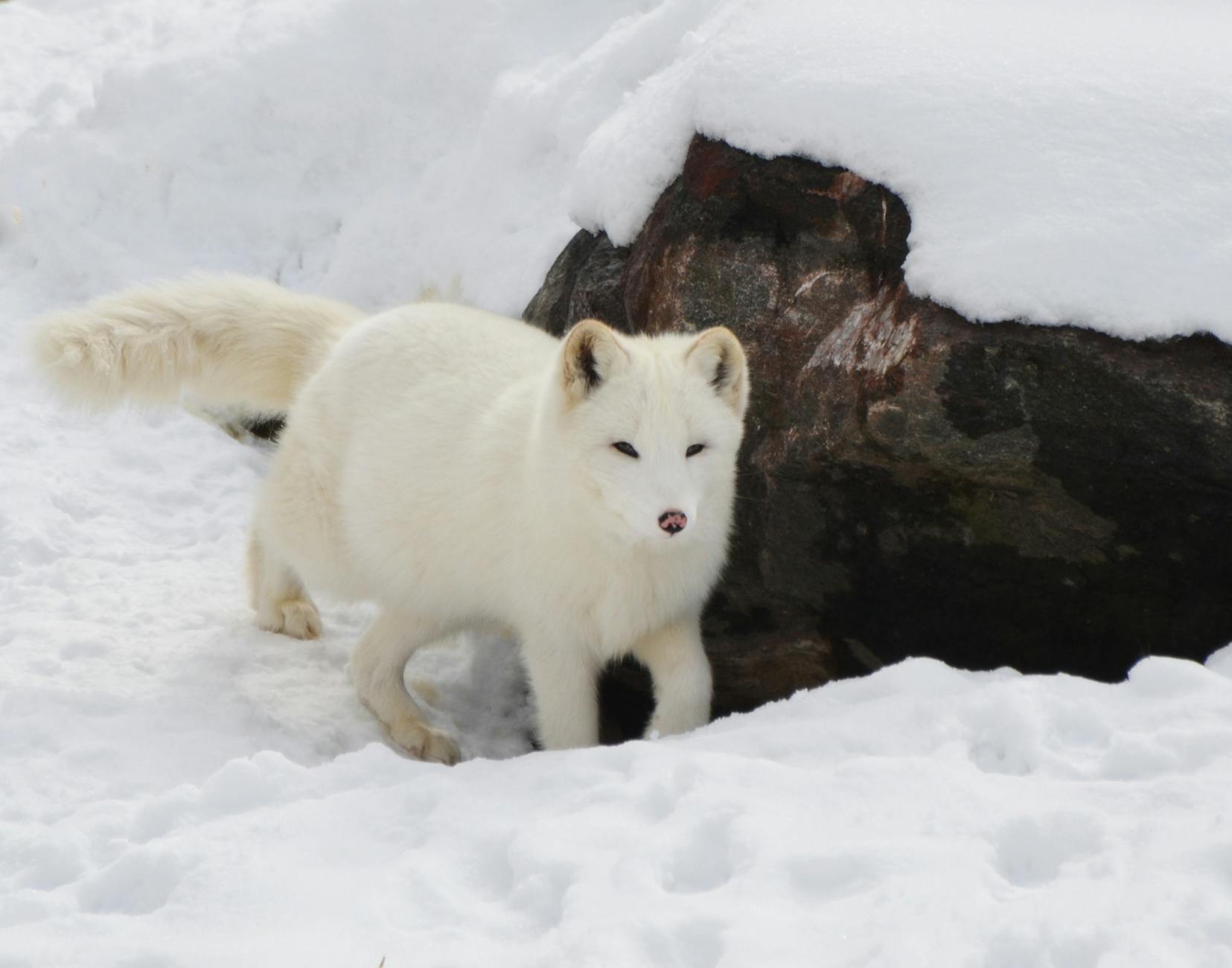 The 5 Common Winter Care Mistakes Every Dog Owner Should Dodge