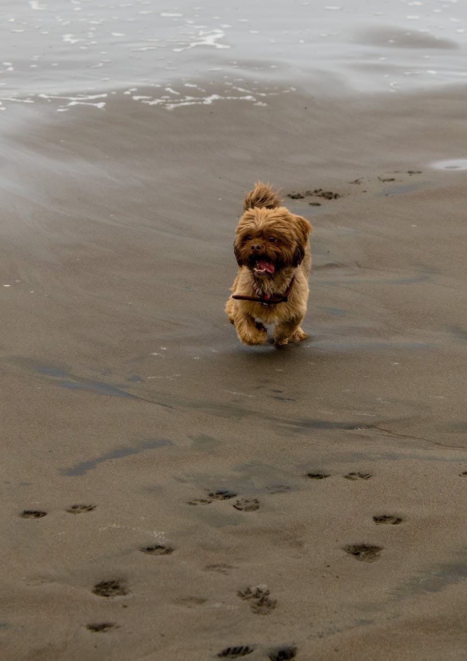 shih tzu running on beach